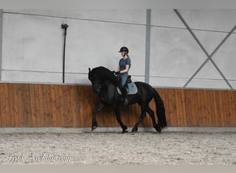Friesen, Hengst, 3 Jahre, 162 cm, Rappe