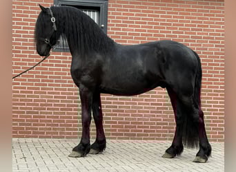 Friesen, Hengst, 3 Jahre, 162 cm, Rappe