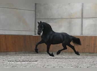 Friesen, Hengst, 3 Jahre, 163 cm