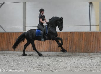 Friesen, Hengst, 3 Jahre, 163 cm, Rappe