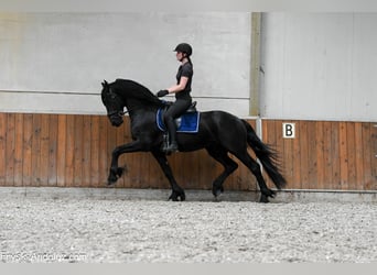 Friesen, Hengst, 3 Jahre, 163 cm, Rappe