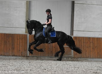 Friesen, Hengst, 3 Jahre, 163 cm, Rappe