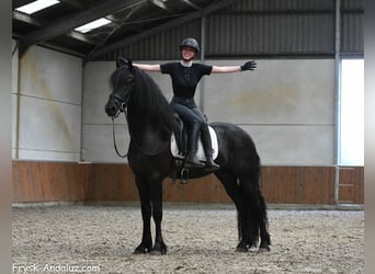 Friesen, Hengst, 3 Jahre, 163 cm, Rappe