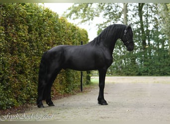 Friesen, Hengst, 3 Jahre, 164 cm, Rappe