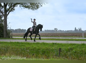 Friesen, Hengst, 3 Jahre, 164 cm, Rappe