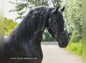Friesen, Hengst, 3 Jahre, 165 cm, Rappe
