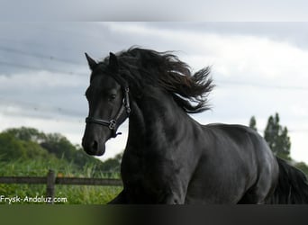 Friesen, Hengst, 3 Jahre, 165 cm, Rappe
