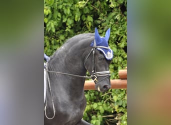 Friesen, Hengst, 3 Jahre, 166 cm, Rappe