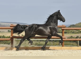 Friesen, Hengst, 3 Jahre, 166 cm, Rappe