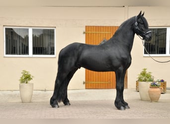 Friesen, Hengst, 3 Jahre, 166 cm, Rappe