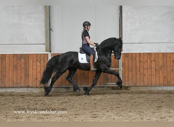 Friesen, Hengst, 3 Jahre, 166 cm, Rappe