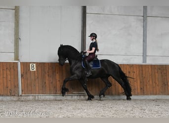 Friesen, Hengst, 3 Jahre, 166 cm, Rappe