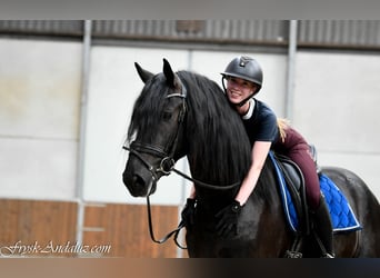 Friesen, Hengst, 3 Jahre, 166 cm, Rappe