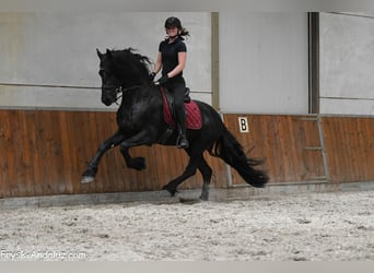 Friesen, Hengst, 3 Jahre, 166 cm, Rappe