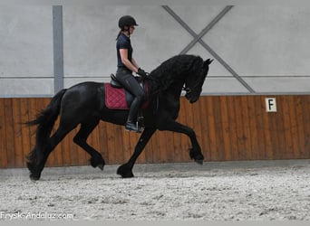 Friesen, Hengst, 3 Jahre, 166 cm, Rappe