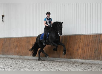 Friesen, Hengst, 3 Jahre, 167 cm, Rappe