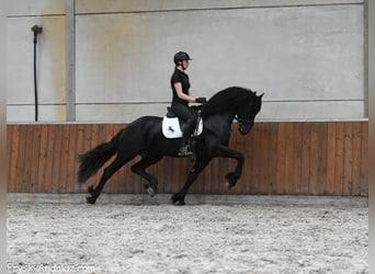 Friesen, Hengst, 3 Jahre, 167 cm, Rappe