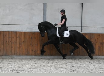 Friesen, Hengst, 3 Jahre, 167 cm, Rappe