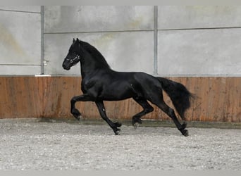 Friesen, Hengst, 3 Jahre, 168 cm, Rappe