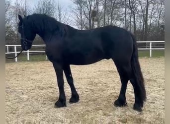 Friesen, Hengst, 3 Jahre, 168 cm, Rappe