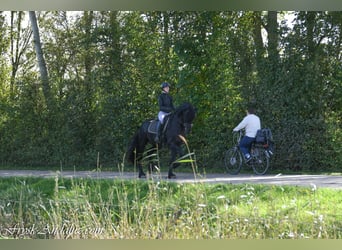 Friesen, Hengst, 3 Jahre, 168 cm, Rappe