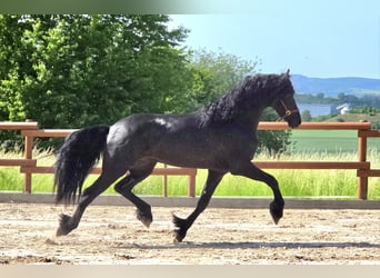 Friesen, Hengst, 3 Jahre, 168 cm, Rappe