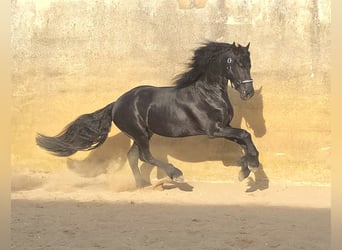Friesen, Hengst, 3 Jahre, 168 cm, Rappe