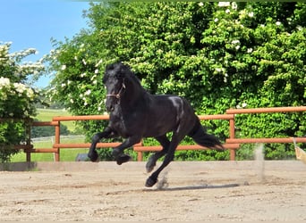 Friesen, Hengst, 3 Jahre, 168 cm, Rappe