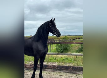 Friesen, Hengst, 3 Jahre, 170 cm