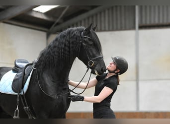 Friesen, Hengst, 3 Jahre, 170 cm, Rappe