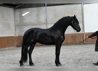 Friesen, Hengst, 3 Jahre, 170 cm, Rappe