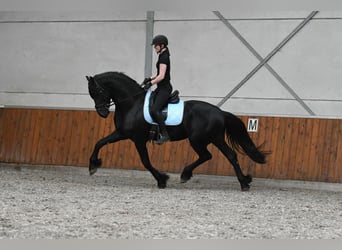 Friesen, Hengst, 3 Jahre, 170 cm, Rappe