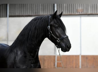 Friesen, Hengst, 3 Jahre, 170 cm, Rappe