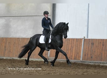 Friesen, Hengst, 3 Jahre, 170 cm, Rappe