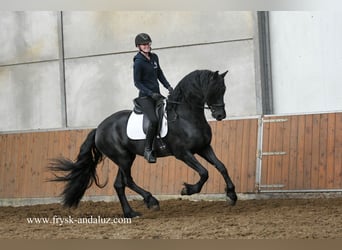 Friesen, Hengst, 3 Jahre, 170 cm, Rappe