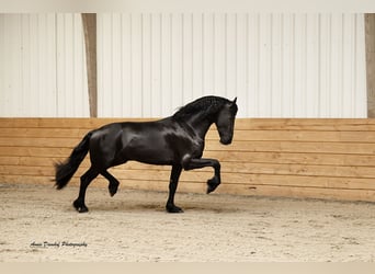 Friesen, Hengst, 3 Jahre, Rappe