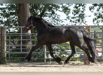 Friesen, Hengst, 3 Jahre, Rappe