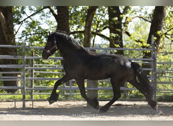 Friesen, Hengst, 3 Jahre, Rappe