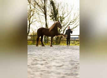 Friesen, Hengst, 4 Jahre, 157 cm, Dunkelfuchs
