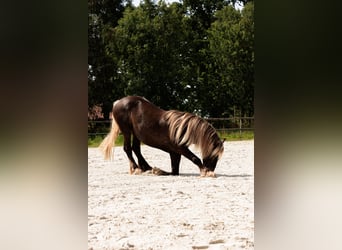 Friesen, Hengst, 4 Jahre, 160 cm, Dunkelfuchs