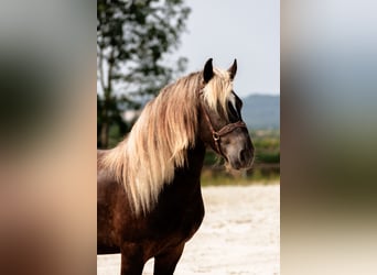Friesen, Hengst, 4 Jahre, 160 cm, Dunkelfuchs