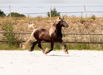 Friesen, Hengst, 4 Jahre, 160 cm, Dunkelfuchs
