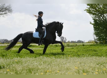 Friesen, Hengst, 4 Jahre, 162 cm, Rappe