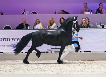 Friesen, Hengst, 4 Jahre, 163 cm, Rappe