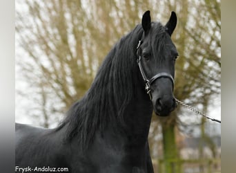 Friesen, Hengst, 4 Jahre, 163 cm, Rappe