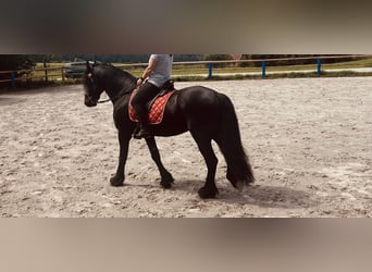 Friesen, Hengst, 4 Jahre, 164 cm, Rappe