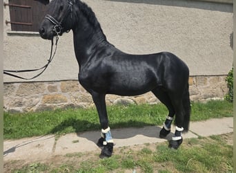 Friesen, Hengst, 4 Jahre, 165 cm, Rappe