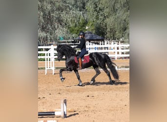 Friesen, Hengst, 4 Jahre, 165 cm, Rappe