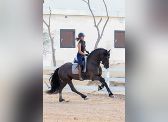 Friesen, Hengst, 4 Jahre, 165 cm, Rappe