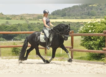 Friesen, Hengst, 4 Jahre, 165 cm, Rappe